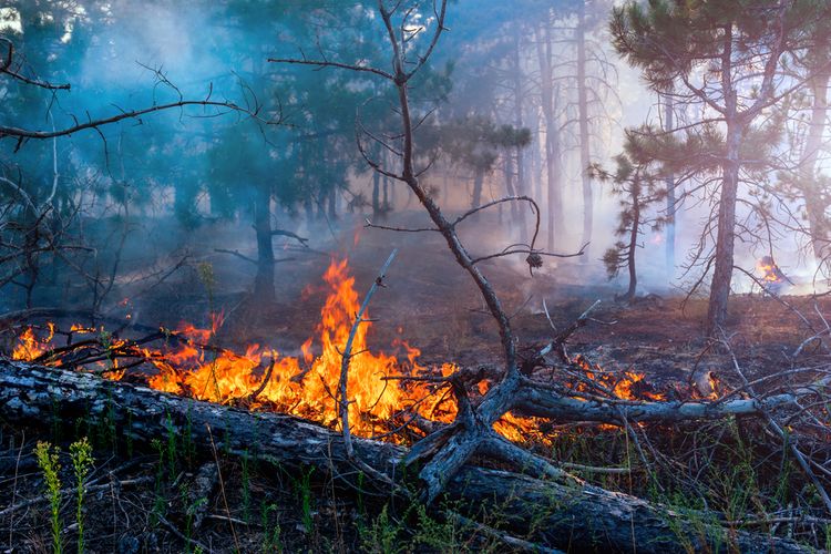 Pasca Kebakaran Lahan, Titik Api Kembali Ditemukan