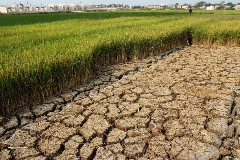 Kekeringan, 200 Ha Padi di Tanungsari Gagal Panen