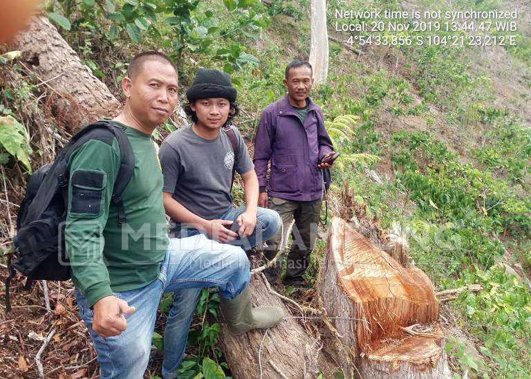 Terbukti Hasil Illegal Logging, Polhut-Polisi Temukan 20 Tunggul