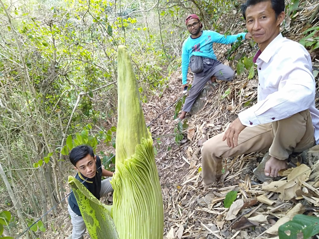 Bunga Bangkai Kembali Muncul di Basungan 