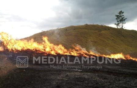 5 Hektare Padang Ilalang di Suoh Kembali Terbakar