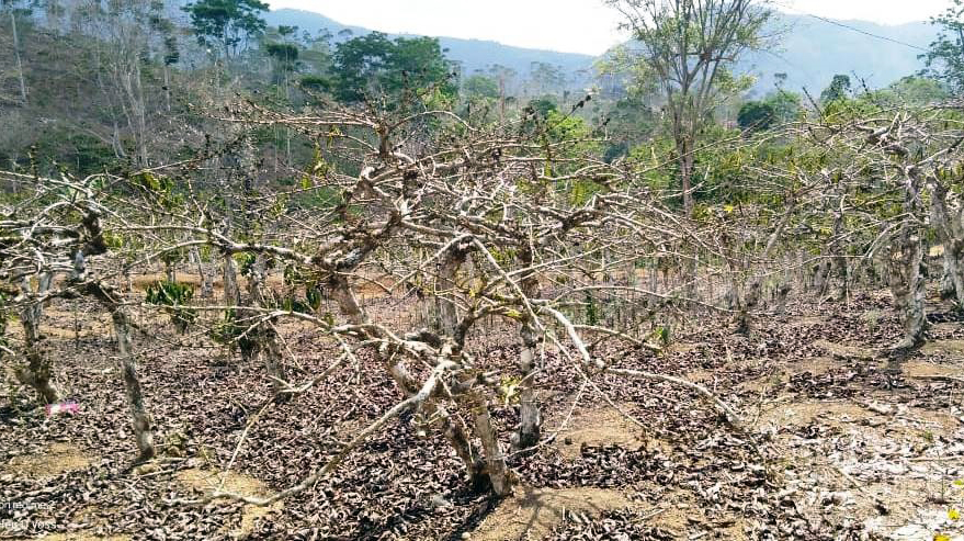 Akibat Kemarau Panjang, Banyak Tanaman Kopi yang Mati