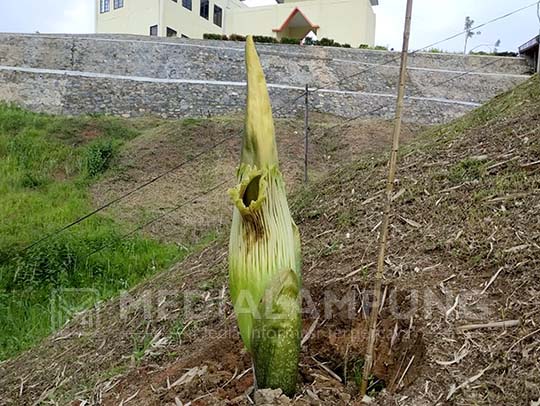 Bunga Bangkai Raksasa di KRL Mulai Mekar