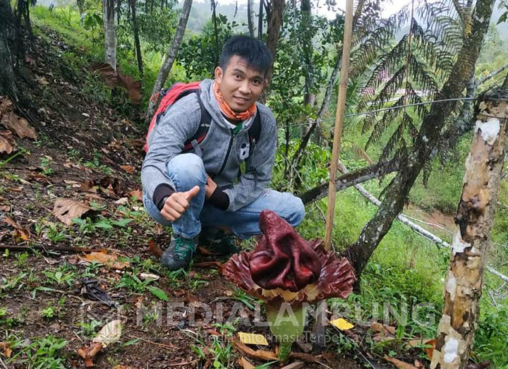 Setelah Kibut, Kini Giliran Suweg yang Mekar