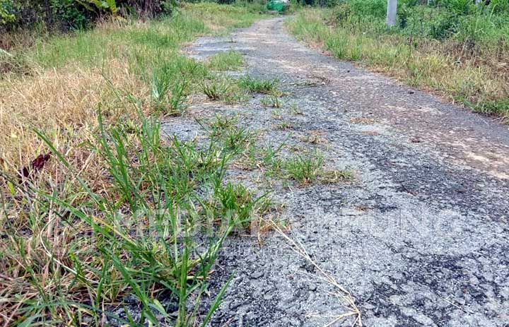 Baru Dibangun, Jalan Lapen Sudah Ditumbuhi Rumput