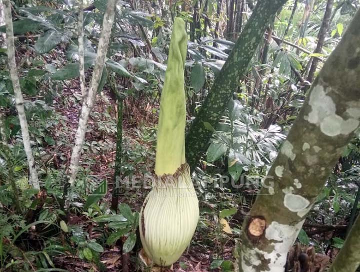 Bunga Bangkai Hampir Mekar Ditemukan di Pekon Sukarame