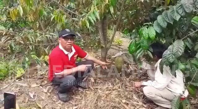 Mukhlis Jadikan Durian Musang King Sebagai Tumpang Sari Kebun Kopinya