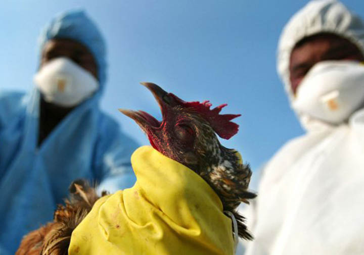 Peternak Unggas Diminta Waspadai Serangan Flu Burung