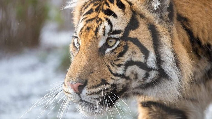 WCS-Polhut TNBBS Pantau Keberadaan Harimau
