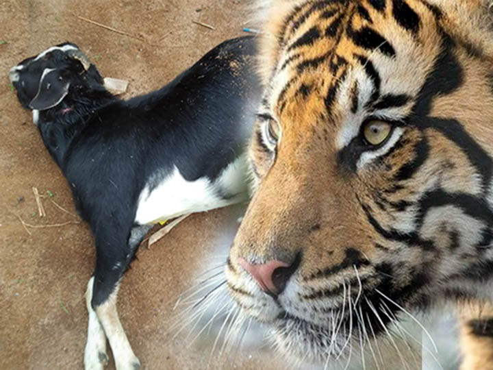 Diduga Diterkam Harimau Dua Hewan Ternak Ditemukan Mati