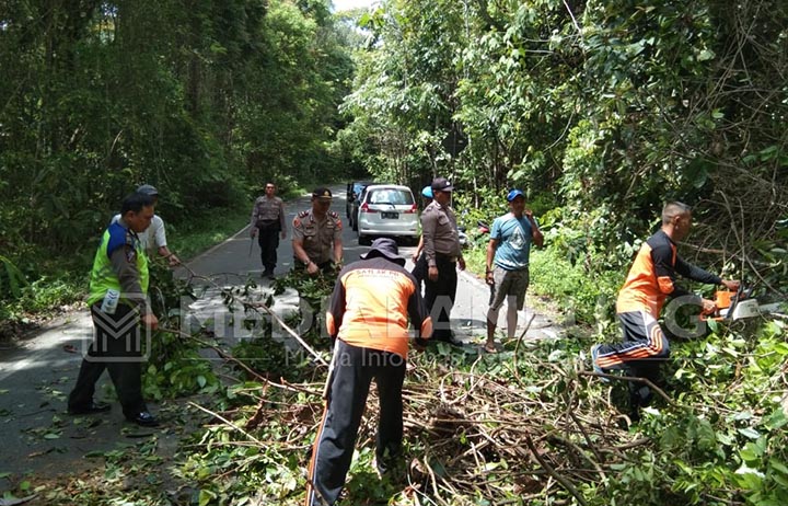 Polisi-BPBD Bersihkan Pohon Tumbang di Jalinbar