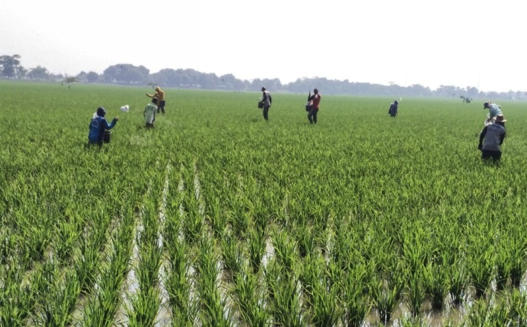 2.000 Hektare Sawah di Lambar Beralih Fungsi