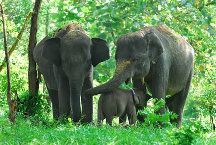 Gajah Jangan Dimusuhi, Jadikan Potensi Wisata