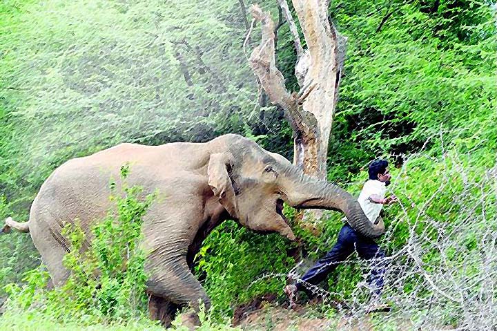 Kawanan Gajah Liar Serang Petugas Hingga Terluka Parah di Tanggamus