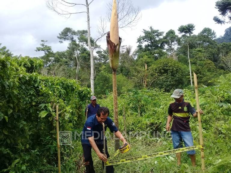 Lindungi Bunga Bangkai, Polsek Sumberjaya Pasang Police Line