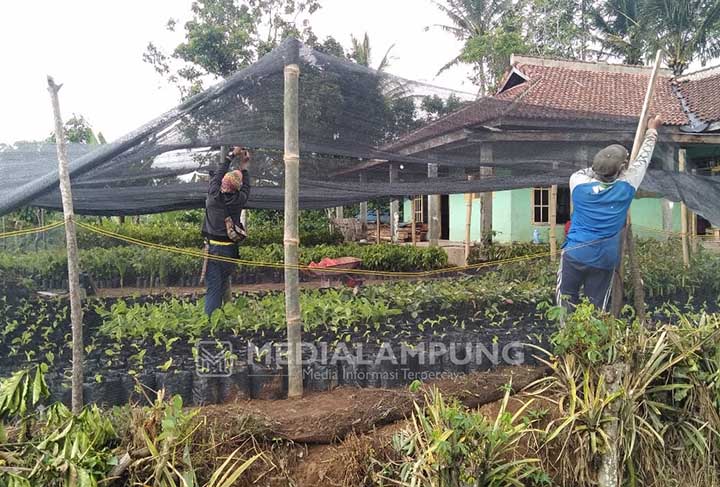 BUMDes Gedungsurian Kembangkan Bibit Pisang Cavendish dan Alpukat Ranau