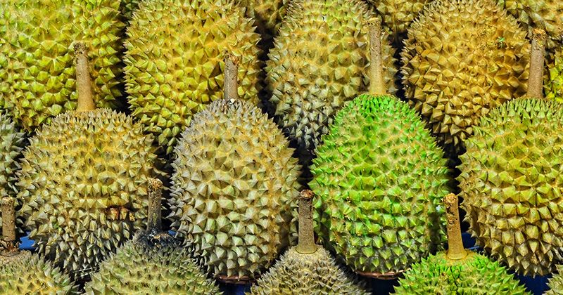 Konsumsi Durian saat Hamil Tua, Amankah? Simak Aturannya!