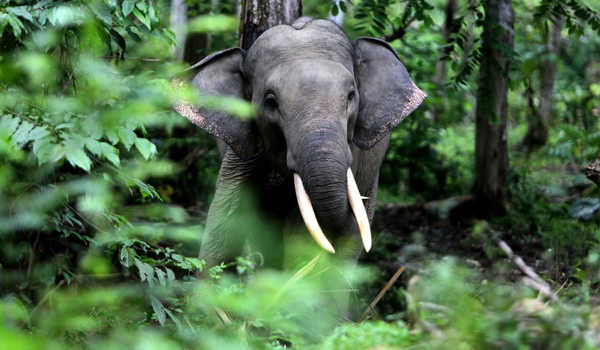 12 Ekor Gajah Masuk Roworejo, BB TNBBS Sebut Beringas dan Perlu Diwaspadai