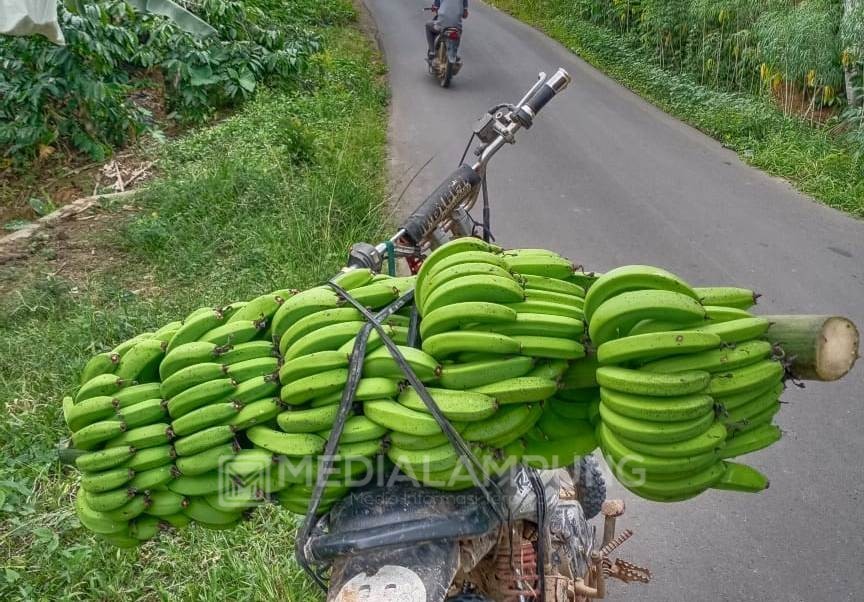 Masa Paceklik, Buah Pisang Diincar Maling