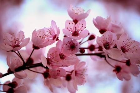 Gelaran Festival Bunga Sakura di Jepang Batal
