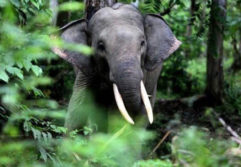 GPS Collar Terlepas, Belasan Gajah Sulit Dipantau