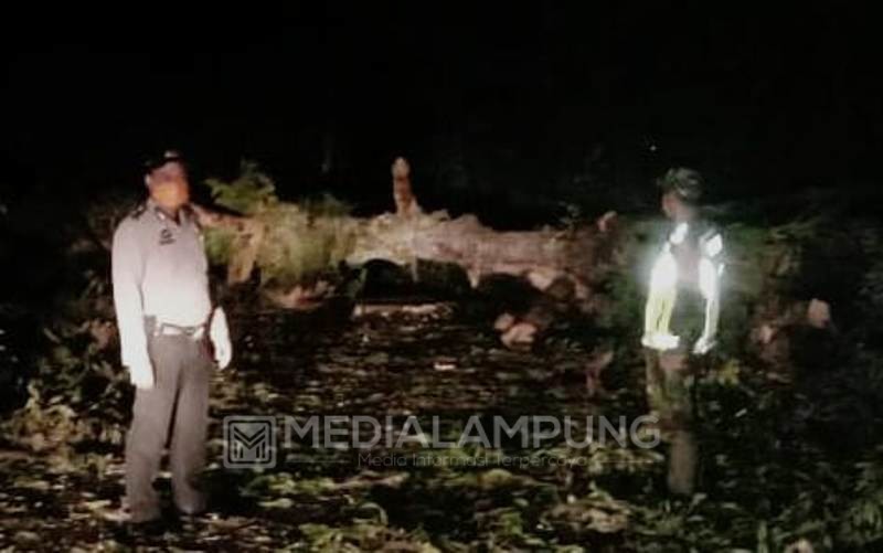 Hujan Deras Akibatkan Pohon Tumbang di Jalan Liwa-Krui
