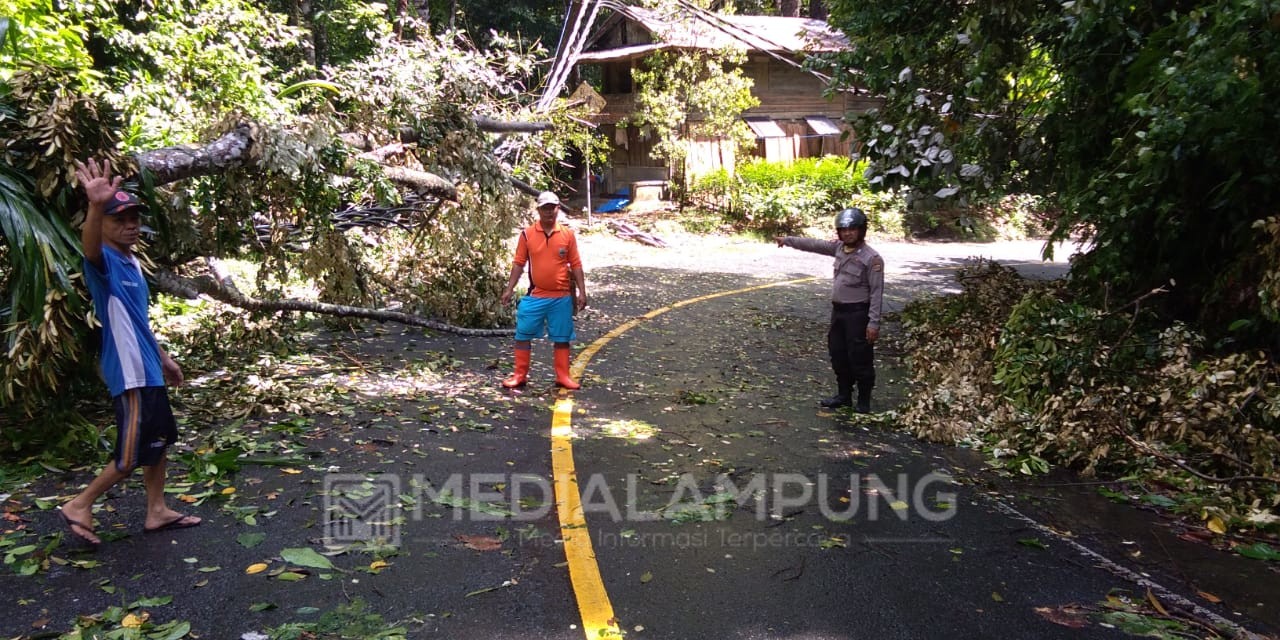 Pohon Tumbang Timpa Jaringan Listrik di Pal Tujuh
