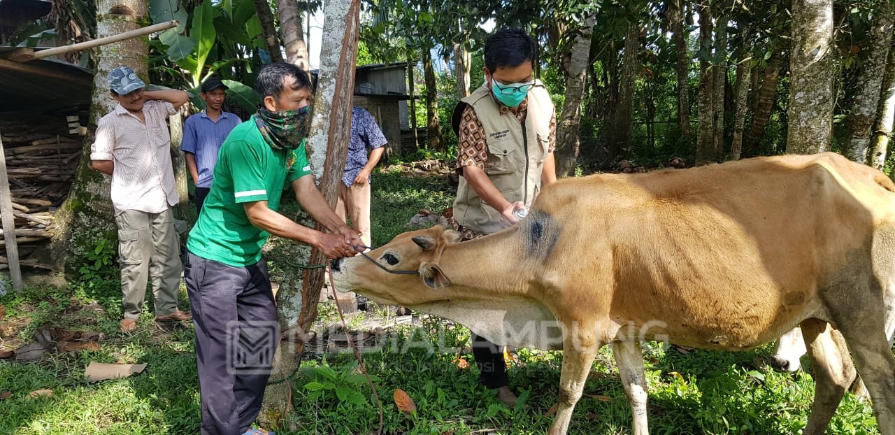 Peternak Dirumah Saja, Disbunnak Siap Turun Melayani