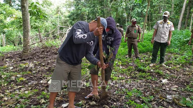 Dua Penebang Pohon Milik Pemkab Disanksi Tanam Bibit Pohon Baru