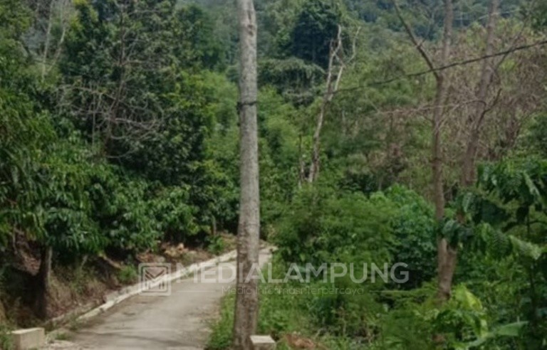 Warga Keluhkan Kabel Listrik Bergelantung di Pohon Tanpa Tiang