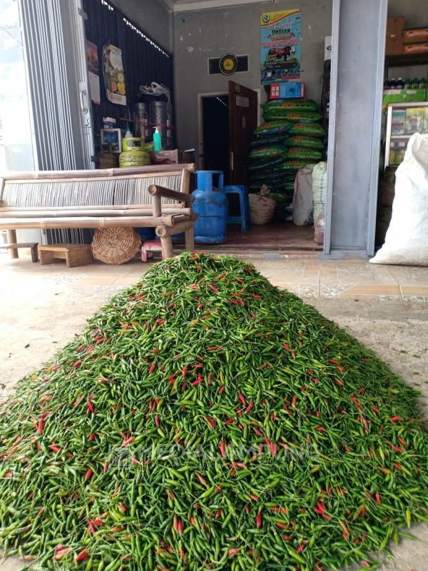 Cabai Rawit Anjlok Petani Menjerit