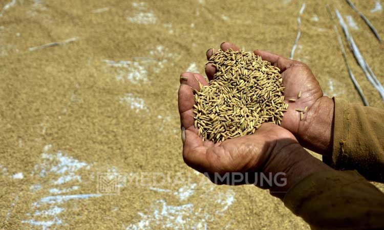 Miliki Potensi 11.000 Ton Gabah Permusim, Tujuh Pekon di Suoh akan Bentuk BUM-Des Bersama
