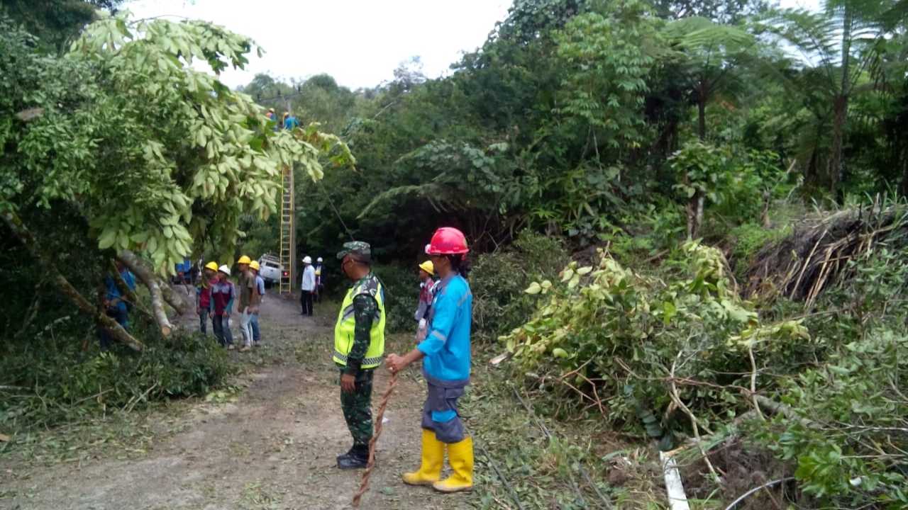 Pohon Tumbang Timpa Kabel Listrik di Jalur Sukabumi–Suoh 