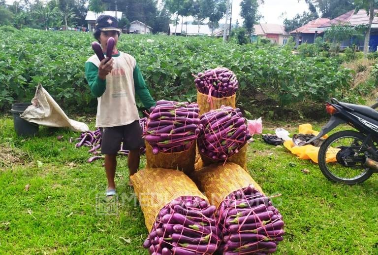 Pandemi Berdampak Anjloknya Harga Komoditas Hortikultura