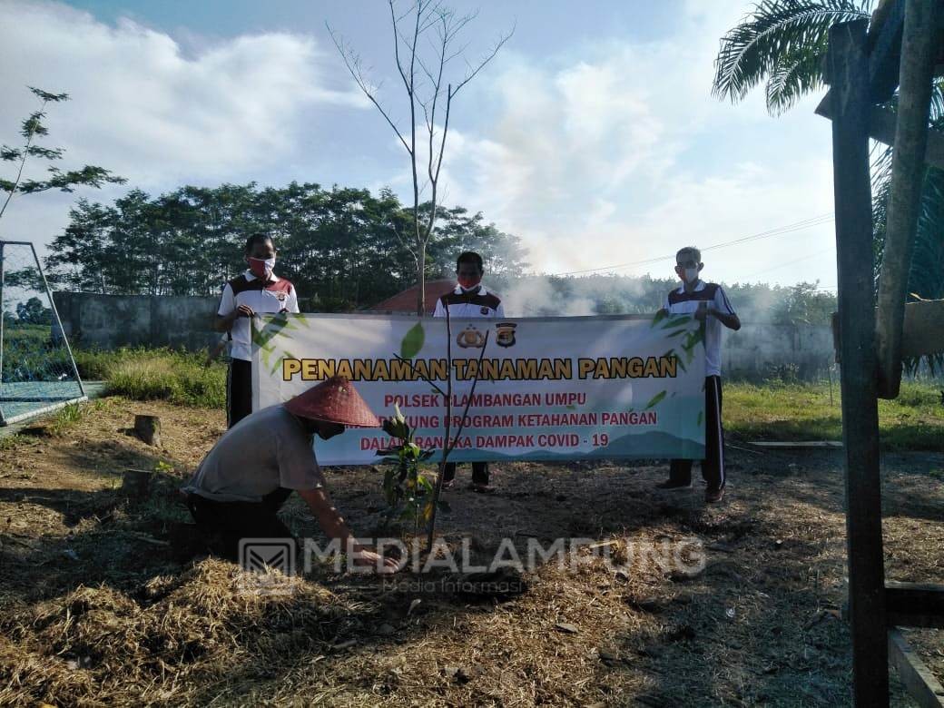 Jelang New Normal, Polsek Blambangan Umpu Tanam Singkong