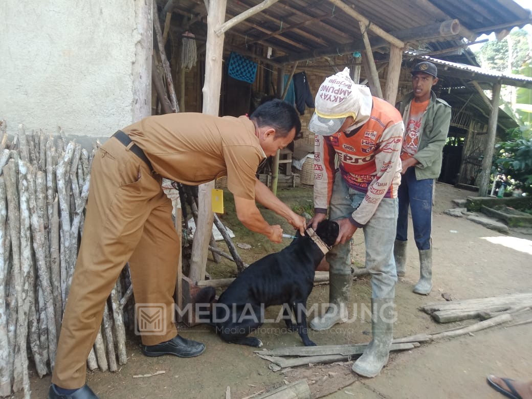 Disbunnak Lambar Gerak Cepat Sikapi Kasus Gigitan Anjing Gila