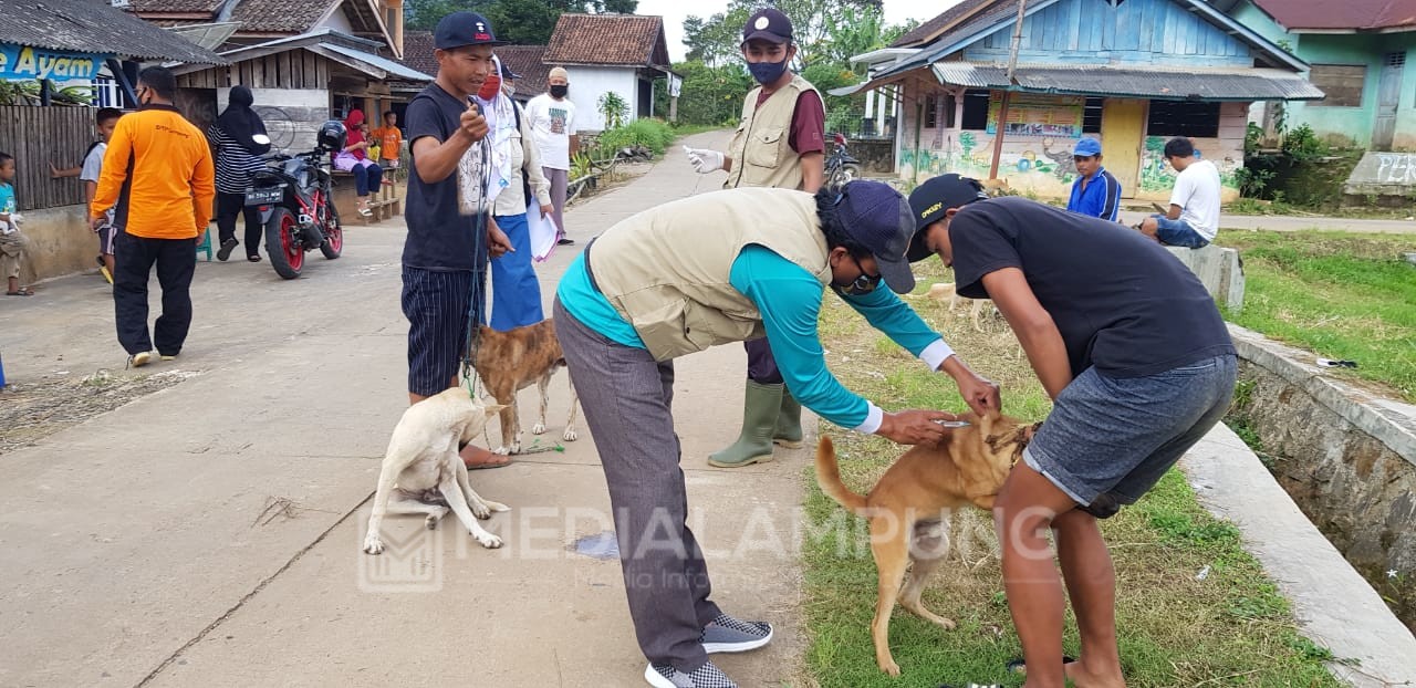 Pasca Kasus Gigitan Anjing, Disbunnak Vaksinasi Rabies Massal