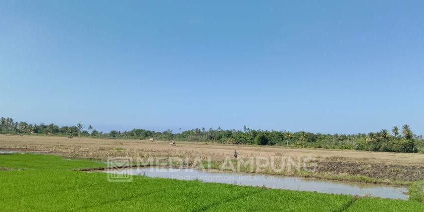 Dampak Banjir Rob, 26 Hektare Sawah di Sukajadi Tak Bisa Digarap