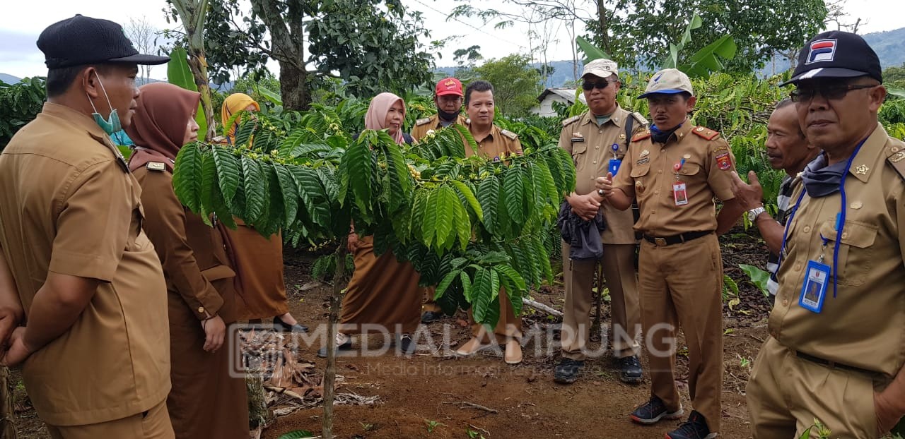 Disbunnak Berkunjung ke Kebun Petani Kopi di Pekon Sukajaya 