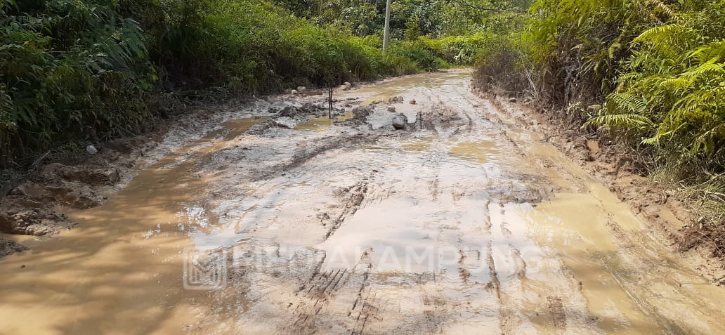 Soal Penanganan Ruas Jalan Batubrak-Suoh, Pemkab Lambar Diminta Siapkan Dana Pendamping