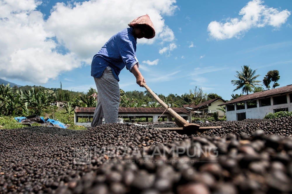 Agustanto : Kesadaran Petani Jemur Kopi Gunakan Alas Terus Melonjak 