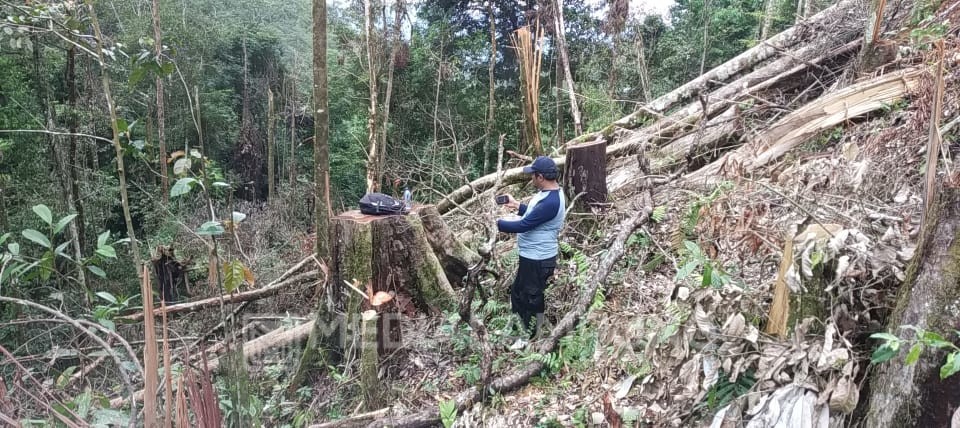 Terbukti Merambah HL, Pelaku Disanksi Lakukan Penghijauan  