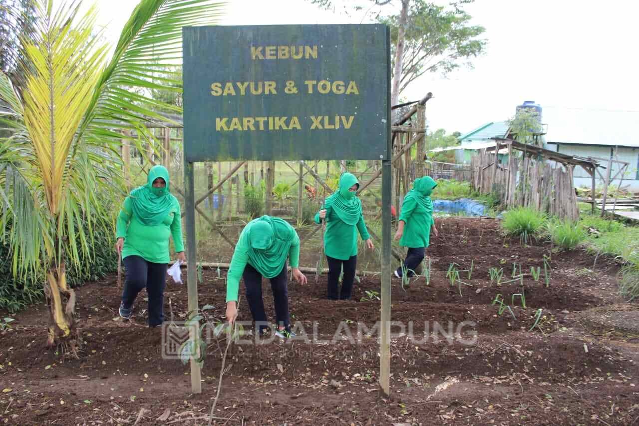 Anggota Persit Kartika Cabang XLIV Manfaatkan Lahan Kosong Untuk Tanam Toga