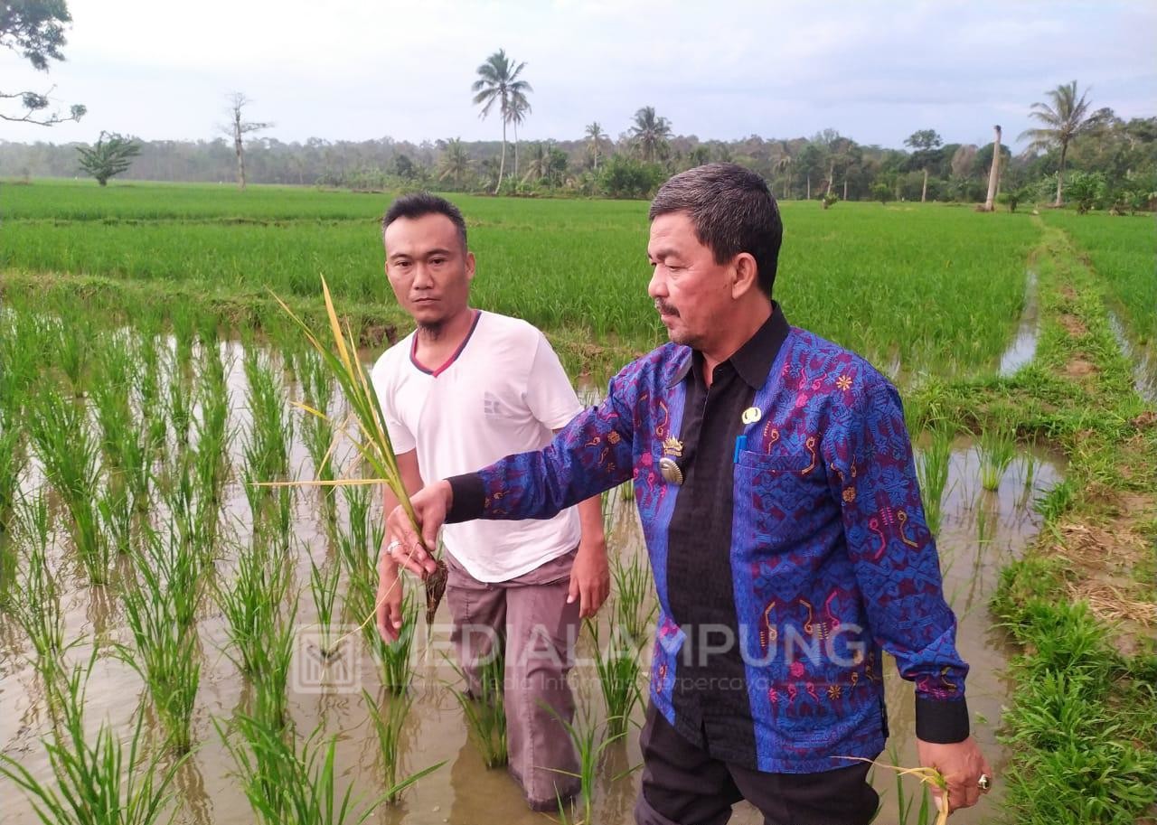 Musim Tanam Gadu, Waspada Serangan Hama Tikus