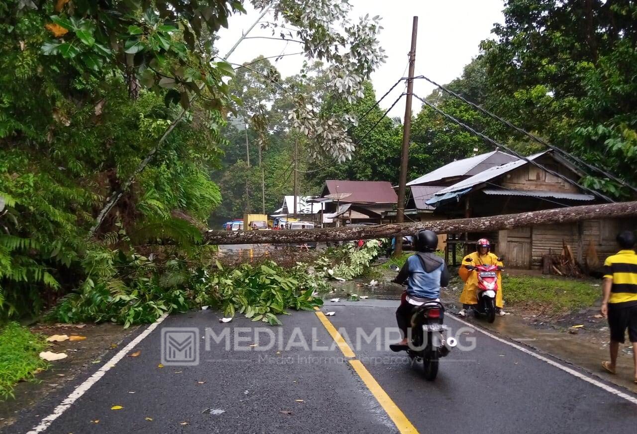 Hujan Deras Akibatkan Pohon Damar Tumbang di Pal Delapan