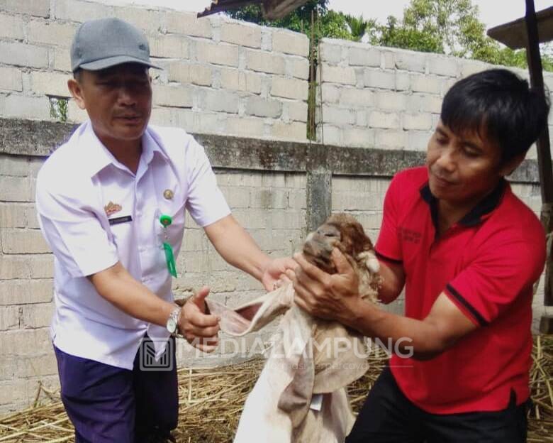 Jelang Idul Adha, Puskeswan Periksa Kesehatan Hewan Kurban 