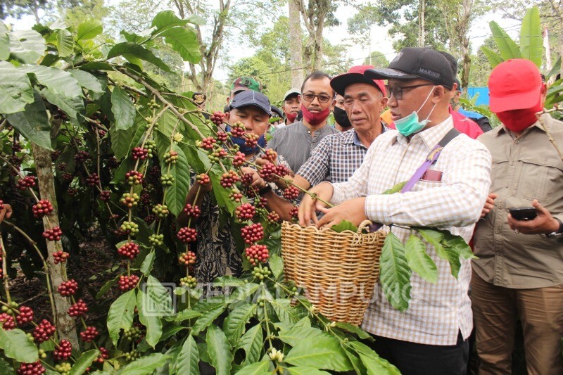 Belum Dipetik Berbunga Lagi, MB : Petani Kopi Mendapat Berkah  