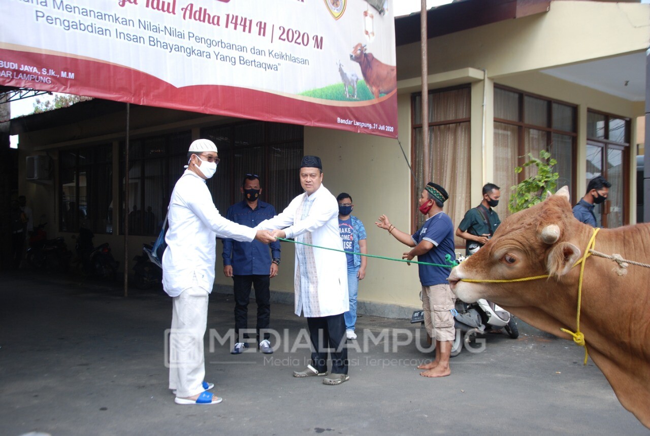 Polresta Bandarlampung Kurbankan 5 Ekor sapi dan 3 Kambing