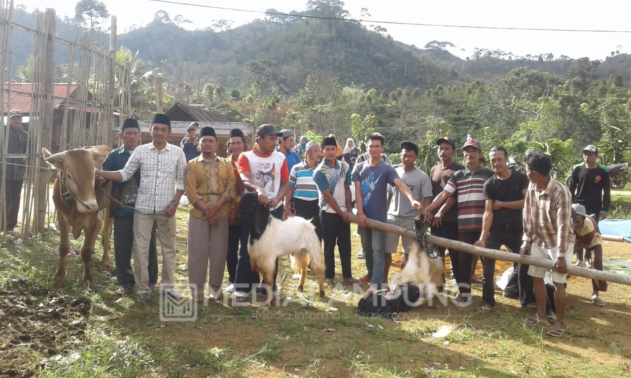 Hari Raya Qurban, Pekon Sukajadi Sembelih Satu Sapi Tujuh  Kambing 