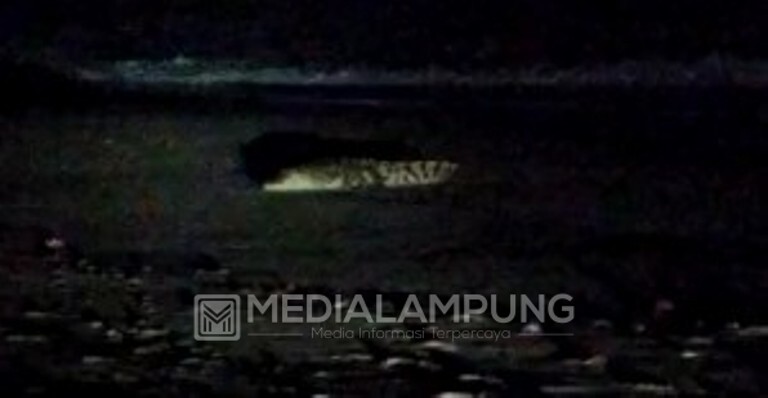 Heboh, Buaya Muara Muncul di Pinggir Pantai Marang